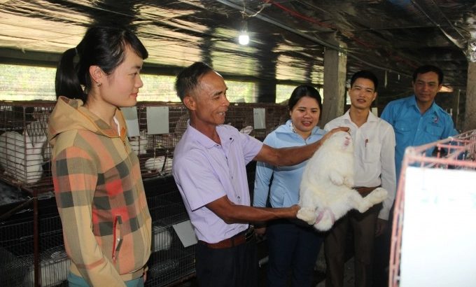 Mạnh dạn chuyển hướng nuôi thỏ thương phẩm thu lãi cao