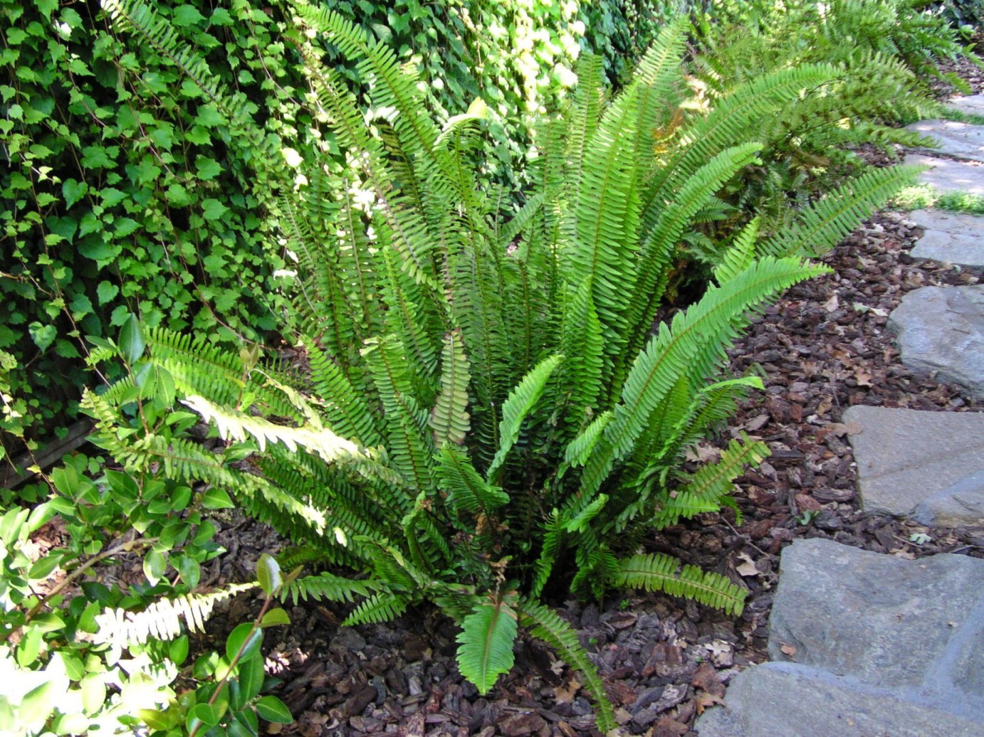 Nephrolepis cordifolia (Tuberous sword fern)