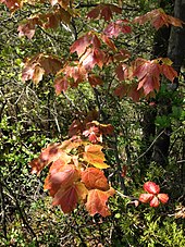 170px-2013-05-10_13_40_17_immature_foliage_of_red_maple_in_brendan_t_byrne_state_forest2c_new_jersey Immature foliage