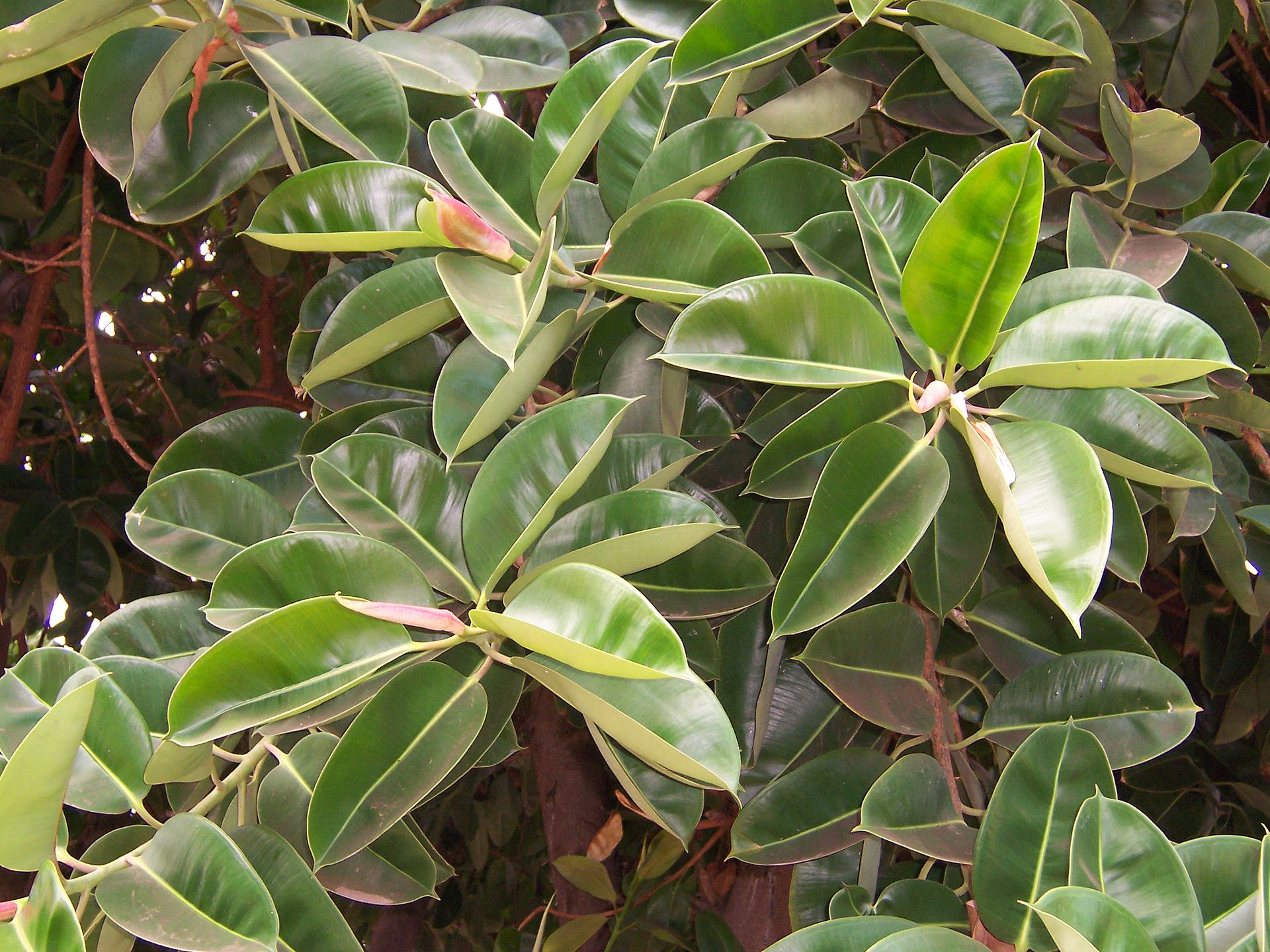 leaves of Ficus elastica (photo taken on Réunion island)