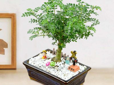 Thanh Hương Mộc – Pistacia weinmannifolia, 清香木 