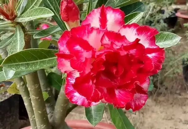 Cây Giống Hoa Sứ Thái