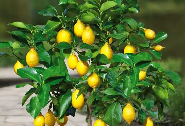 Cây Giống Chanh Vàng Úc