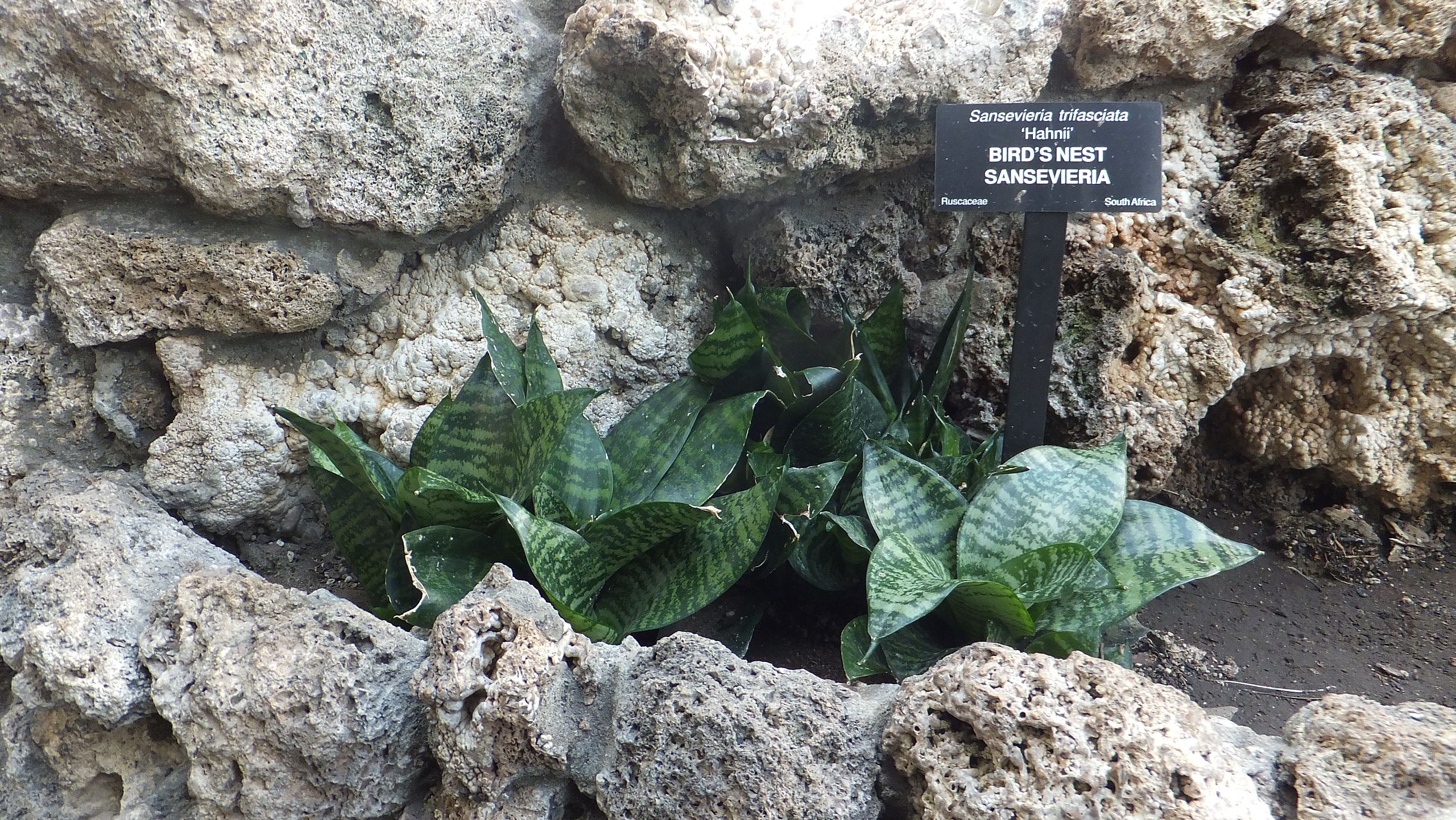 Sansevieria trifasciata 'Hahnii', giống cây lưỡi mèo (lưỡi cọp lùn)