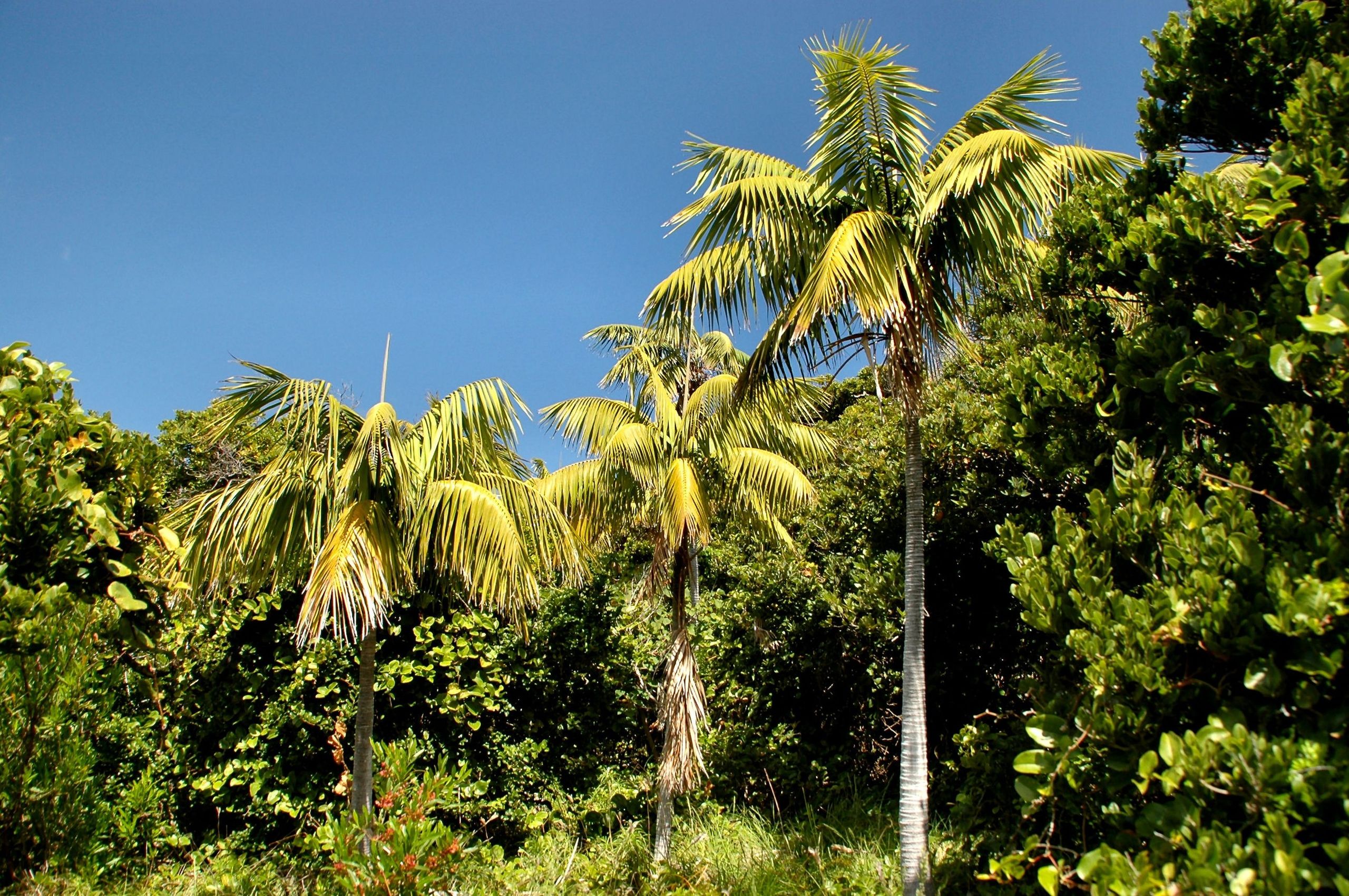 Howea forsteriana in its natural range at North Bay, Lord Howe Island, Australia. Common Names : Kentia Palm, Sentry Palm, Thatch Palm