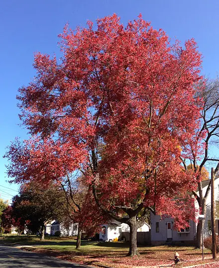 440px-2014-10-30_11_09_40_red_maple_during_autumn_on_lower_ferry_road_in_ewing2c_new_jersey Red Maple during autumn on Lower Ferry Road in Ewing, New Jersey