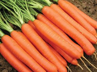 Hạt giống cà rốt tý hon