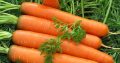 Hạt giống Củ Cà rốt