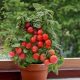 Hạt giống Cà chua bi lùn đỏ(Bonsai)