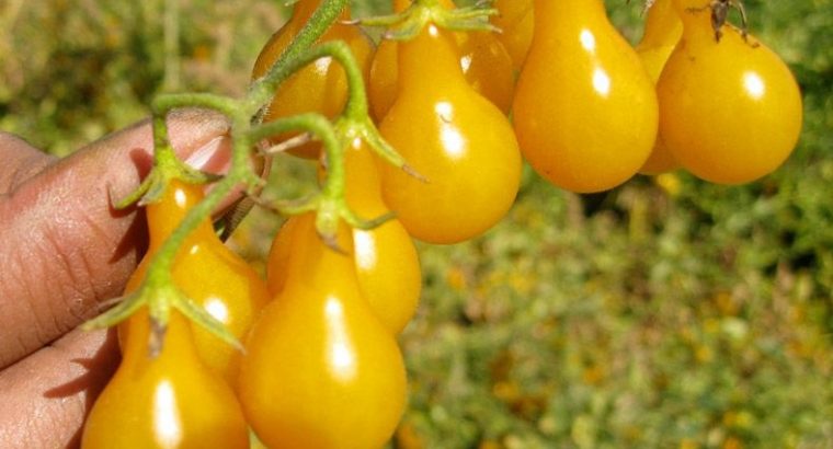 Cà chua bi Hồ lô Vàng