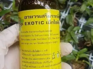 Thuốc kích rễ Exotic Thái Lan