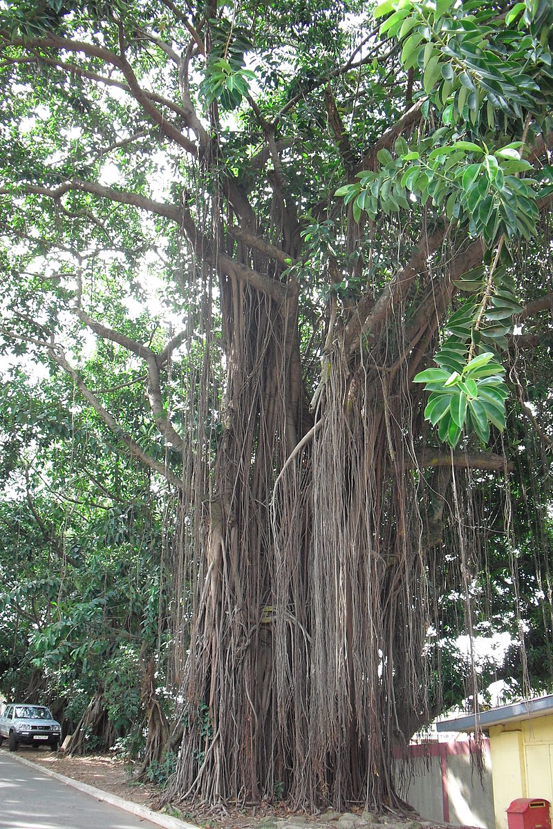 A huge Ficus elastica tree in Ghana showing the aerial roots.
