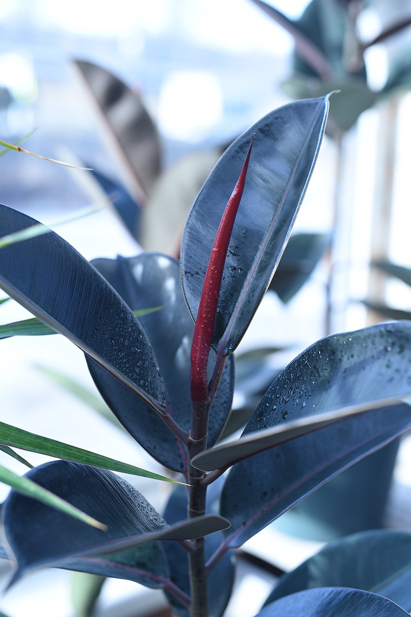 Ficus elastica, commonly called the rubber plant.