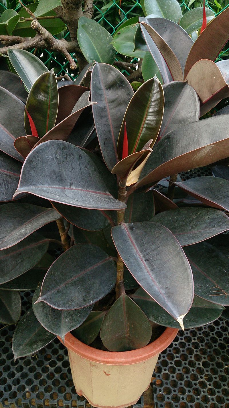 Many cultivars, such as this Ficus elastica 'Robusta', are common in the houseplant trade