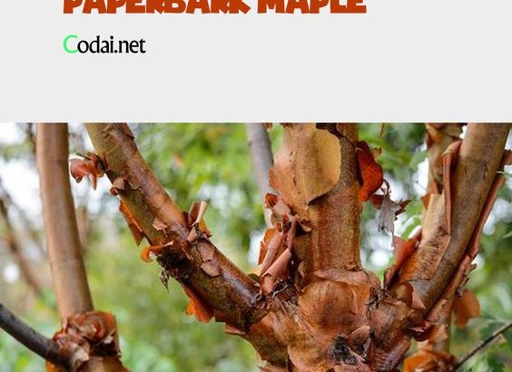 Cây cảnh Huyết Bì Phong – Acer griseum – Paperbark maple – 血皮枫 
