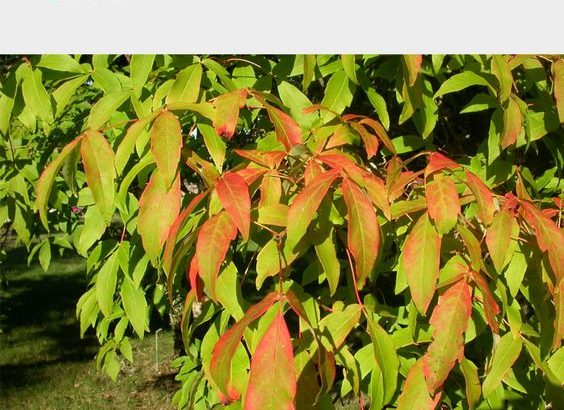 Cây cảnh Tam Hoa Phong – Acer triflorum – Three-flowered maple 