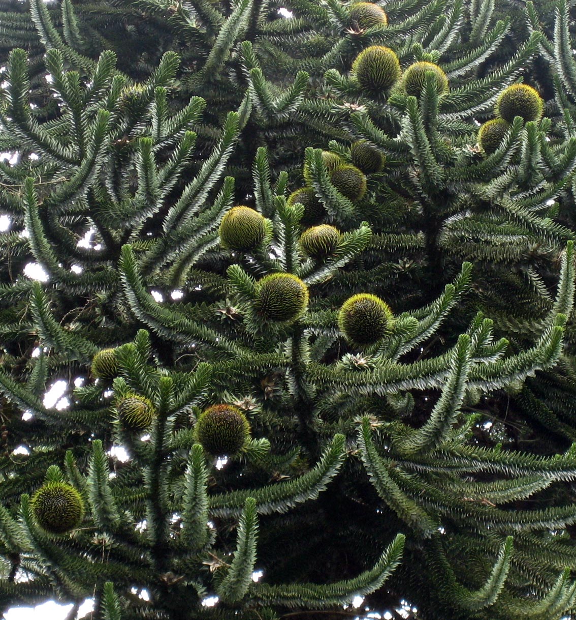 Araucaria araucana with seed cones
