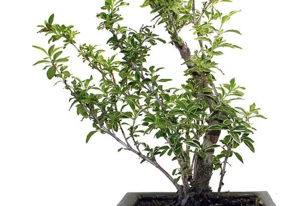 Cây cảnh Lục Nguyệt Tuyết – Serissa japonica 