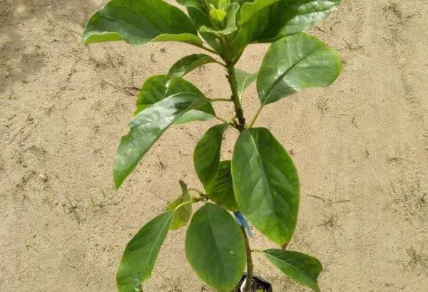 Cây giống Bơ Sáp Da Xanh