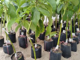 Cây giống Bơ Sáp Da Xanh