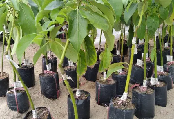 Cây giống Bơ Sáp Da Xanh