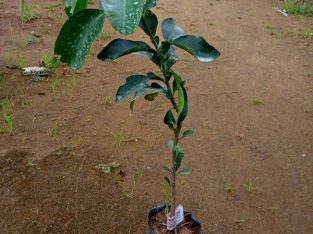 Bưởi Đỏ Phúc Kiến (Bưởi Tiến Vua)