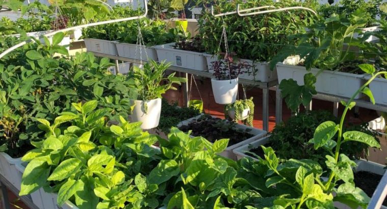 Mách bạn cách trồng rau trên sân thượng không cần chăm sóc cầu kỳ vẫn ra lá sum suê