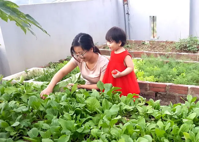 Chị Hứa Tố Uyên (Tuyên Quang) đang thu hoạch rau củ