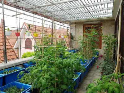 Bí quyết trồng rau trên sân thượng không phải ai cũng biết