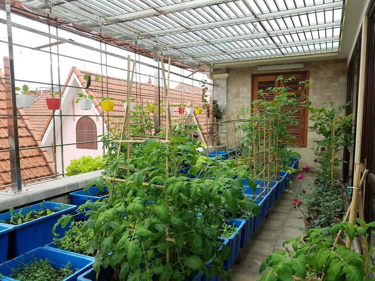 Vườn rau trên sân thượng