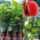 Cây Giống Bưởi Ruby Thái Lan