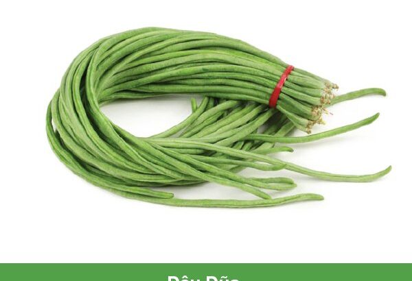 Giống Hạt Đậu Đũa RADO 667 trồng cây đậu đũa