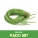 Giống Hạt Đậu Đũa RADO 667 trồng cây đậu đũa