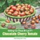 Giống Cà Chua Bi Socola Chocolate Cherry Tomato lai F1
