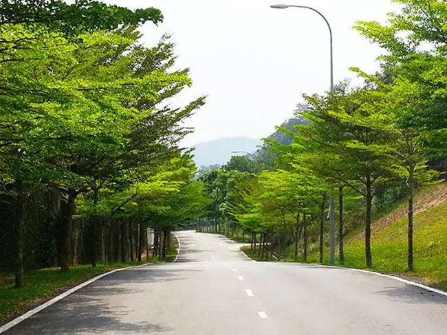 Cây Bàng Đài Loan được trồng dọc các con đường