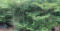 Cây Bàng Đài Loan (bàng lá nhỏ)