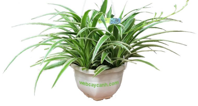 Cây Cỏ Lan Chi