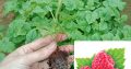COMBO 2 CÂY GIỐNG MÂM XÔI ĐỎ HÀNG VĨ
