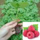 COMBO 2 CÂY GIỐNG MÂM XÔI ĐỎ HÀNG VĨ