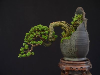 Trồng và chăm sóc cây Linh sam tạo dáng bonsai độc đáo