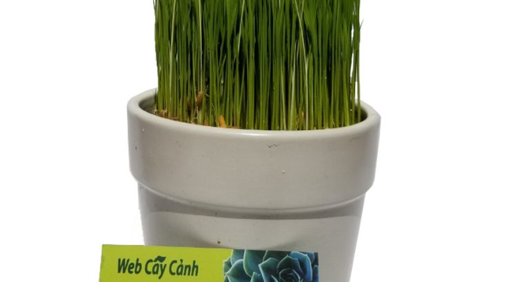 Cây Mạ Non