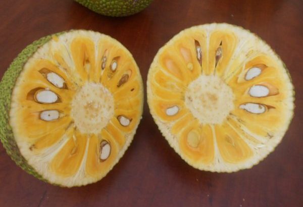 Cây giống Mít Thái siêu sớm gốc dưới 1.0 cm