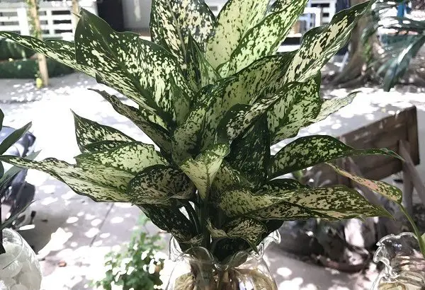 Cây Ngọc Ngân Thủy Sinh