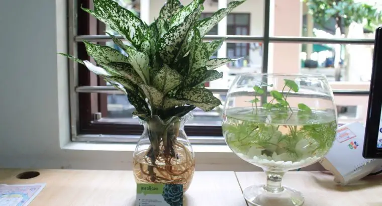 Cây Ngọc Ngân Thủy Sinh