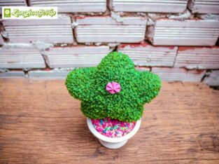 Cây để bàn Ngôi Sao May Mắn