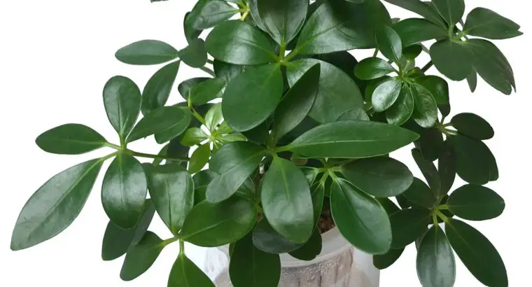 Cây Ngũ Gia Bì Thủy Sinh
