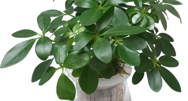 Cây Ngũ Gia Bì Thủy Sinh