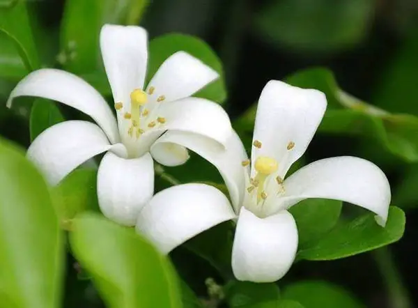 Hoa Nguyệt quế có màu trắng đẹp mắt