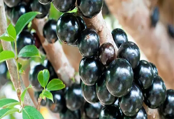 Cây Giống Nho Thân Gỗ