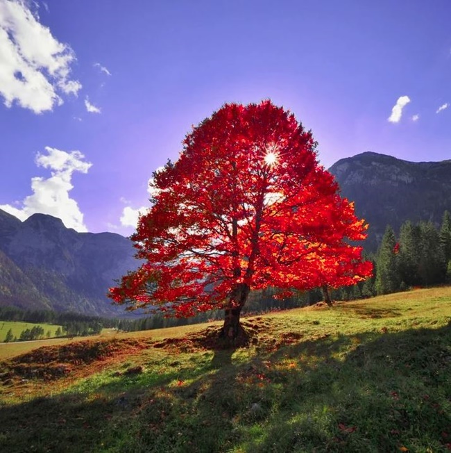 Cây phong lá đỏ – cách trồng cây khoe sắc đỏ rực rỡ - CHỢ CÂY TRỒNG